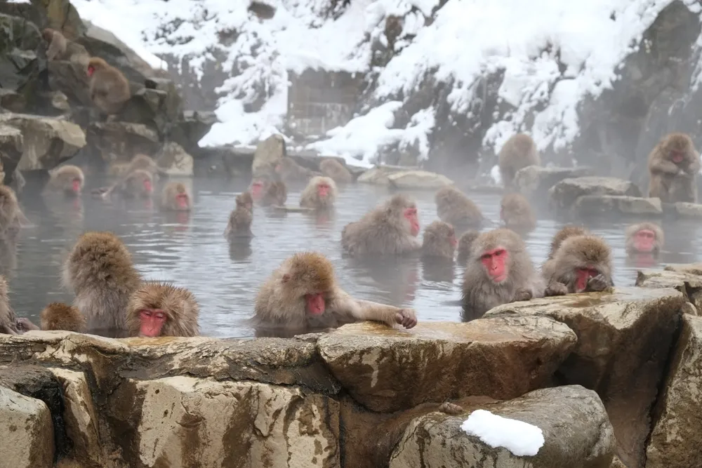 Jigokudani Monkey Park