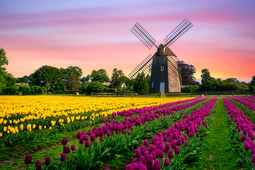 Tulip fields, Keukenhof